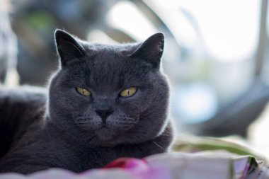  İngiliz gri kedisi karavana yaklaşıyor.