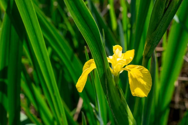 Iris Pseudacorus Amarillo Cerca Del Agua — Foto de Stock