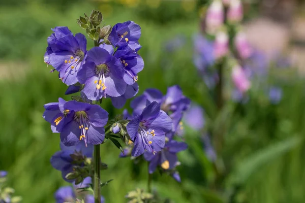 Polemonium Caeruleum Känd Som Jacob Stege Eller Grekisk Valerian — Stockfoto