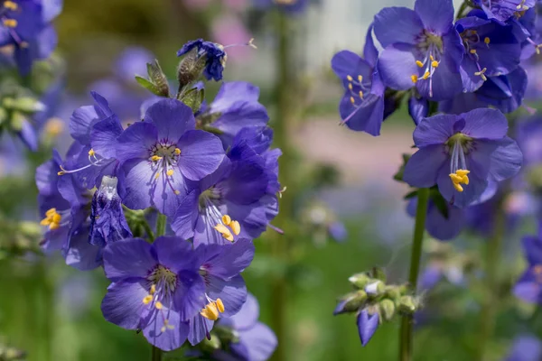 Polemonyum caeruleum, Jacob s-merdiveni ya da Yunan kediotu olarak bilinir. 