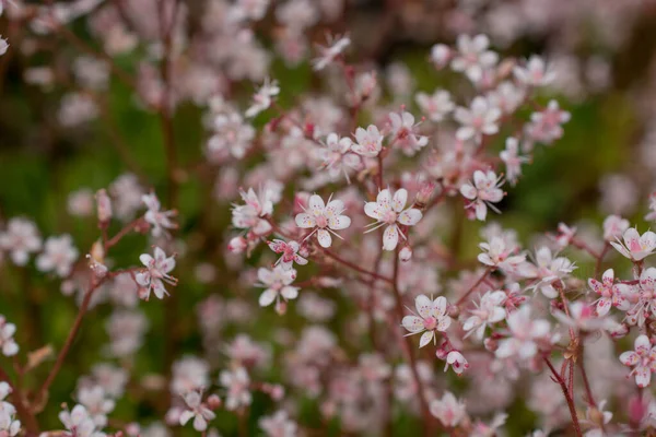 Yazın çiçek açan küçük çiçekler. Kapatın.