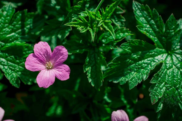 Kwiatowe Letnie Tło Kwiat Geranium Pratense — Zdjęcie stockowe
