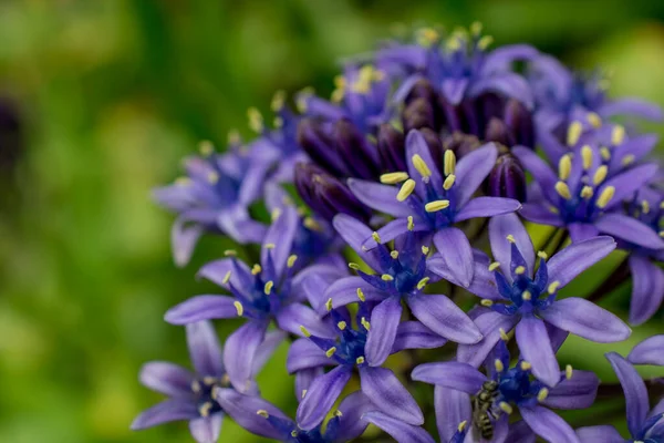 Bir Allium çiçeğinin başını parlak yeşil bir gerzeğe yaklaştır.