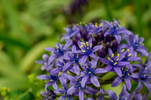 Bir Allium çiçeğinin başını parlak yeşil bir gerzeğe yaklaştır.