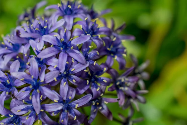 Bir Allium çiçeğinin başını parlak yeşil bir gerzeğe yaklaştır.