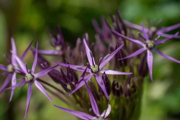 Primer Plano Una Cabeza Flor Allium Contra Fondo Verde Brillante — Foto de Stock