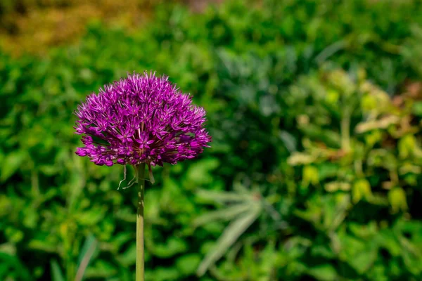 Close Uma Cabeça Flor Allium Contra Backgro Verde Brilhante — Fotografia de Stock