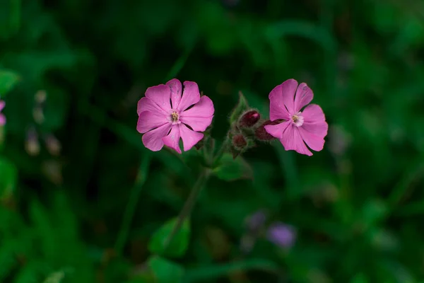 Bellissimi Fiori Selvatici Estivi Sul Campo — Foto Stock