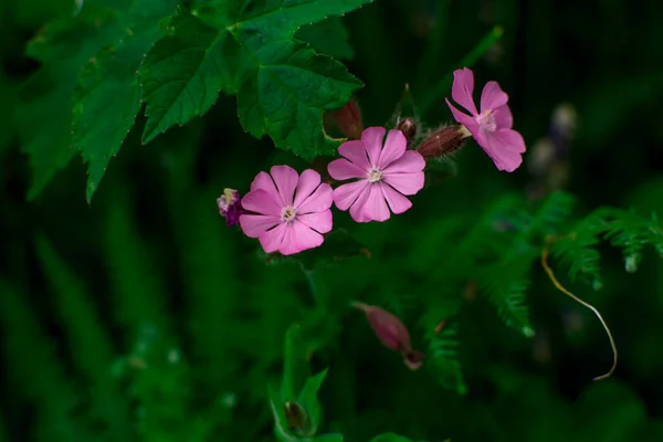 Krásné Letní Divoké Květiny Poli — Stock fotografie
