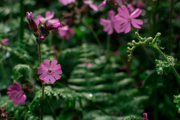 Vacker Sommar Vilda Blommor Fältet — Stockfoto