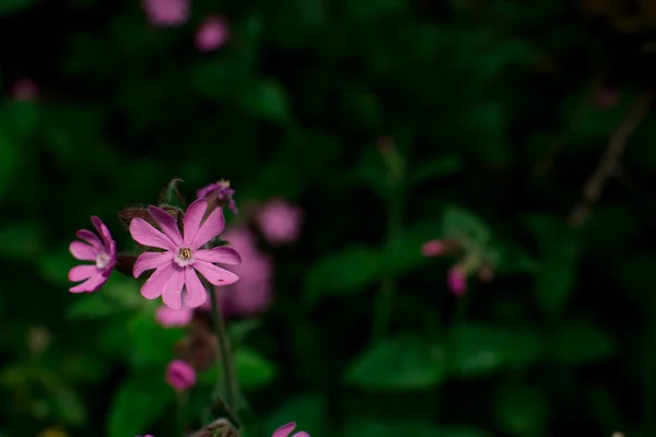 Hermosas Flores Silvestres Verano Campo —  Fotos de Stock