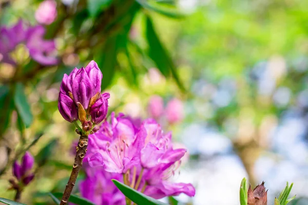 Bahçelerdeki güzel ilkbahar rhododendronları