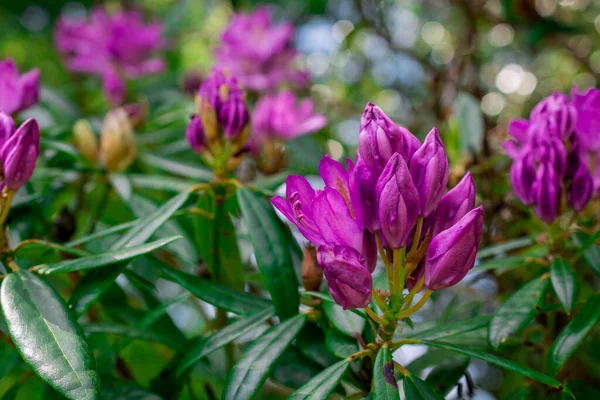 Bahçelerdeki güzel ilkbahar rhododendronları