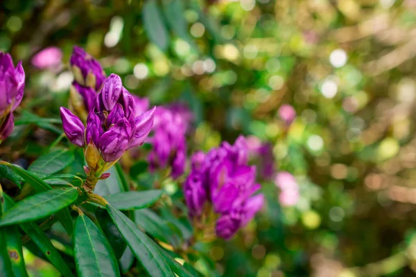 Bahçelerdeki güzel ilkbahar rhododendronları