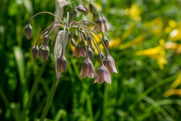 Allium Siculum Bal Sicilya Zambak Çiçekleri Çiçek Açtı — Stok fotoğraf