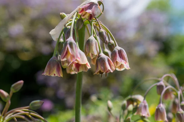 Allium siculum bal Sicilya zambak çiçekleri çiçek açtı