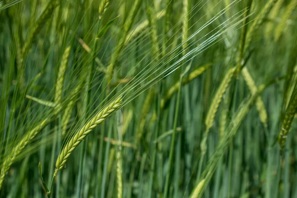 Güzel doğal yeşil Hordeum vulgare aynı zamanda arpa olarak da bilinir..