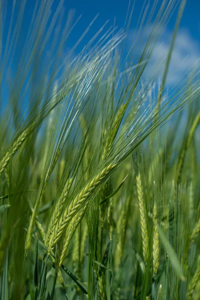 Güzel doğal yeşil Hordeum vulgare aynı zamanda arpa olarak da bilinir..
