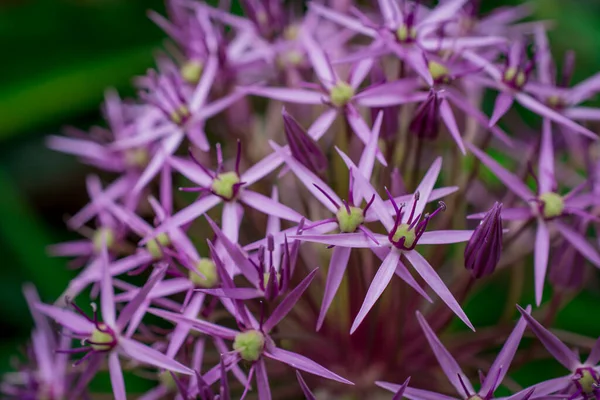 Närbild Allium Blomma Huvud Mot Ljus Grön Bakgrund — Stockfoto