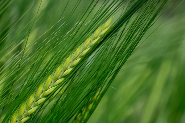 Güzel doğal yeşil Hordeum vulgare aynı zamanda arpa olarak da bilinir..