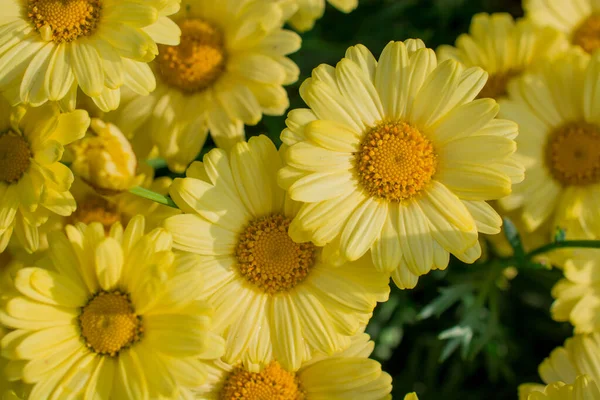 花に黄色のデイジーの花の背景 — ストック写真