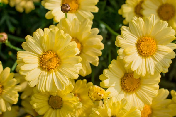 Çiçek açmış sarı papatya çiçeklerinin arkaplanı.