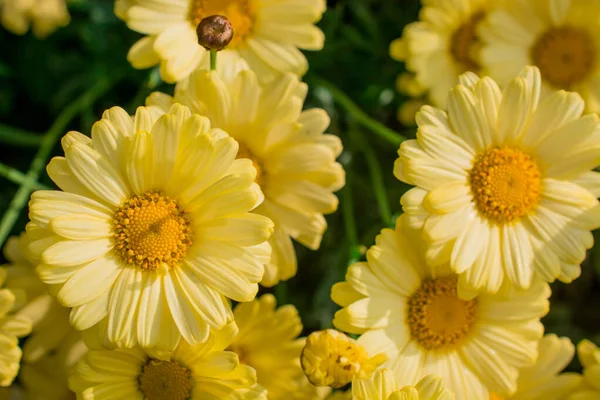 花に黄色のデイジーの花の背景 — ストック写真