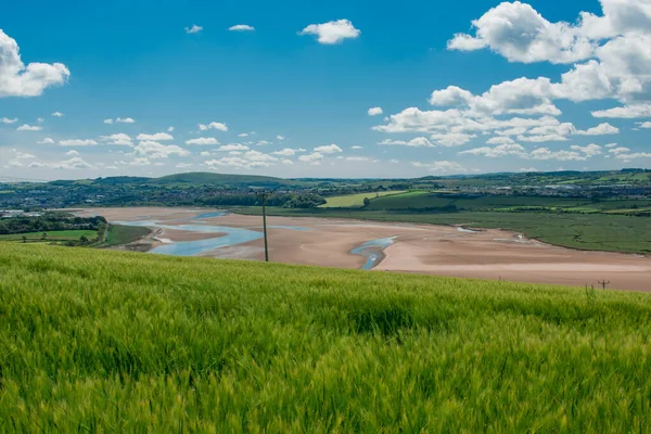 Güzel doğal yeşil Hordeum vulgare aynı zamanda arpa olarak da bilinir..