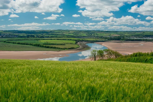 Güzel doğal yeşil Hordeum vulgare aynı zamanda arpa olarak da bilinir..