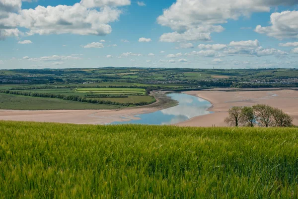 Güzel doğal yeşil Hordeum vulgare aynı zamanda arpa olarak da bilinir..