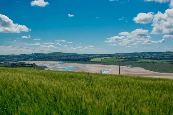 Güzel doğal yeşil Hordeum vulgare aynı zamanda arpa olarak da bilinir..