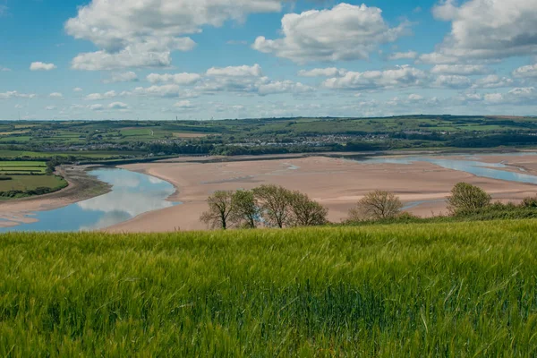 Güzel doğal yeşil Hordeum vulgare aynı zamanda arpa olarak da bilinir..