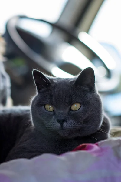 イギリスのグレー猫クローズアップでMotorhome — ストック写真