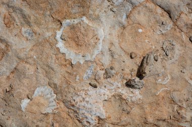 Hive Beach 'teki uçurum dokusu, Burton Bradstock, Bridport, Do