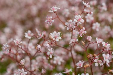 Yazın çiçek açan küçük çiçekler. Kapatın.
