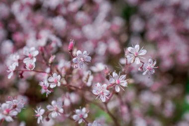 Yazın çiçek açan küçük çiçekler. Kapatın.