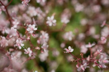Yazın çiçek açan küçük çiçekler. Kapatın.
