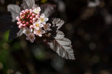 Yazın çiçek açan küçük çiçekler. Kapatın.