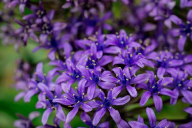 Bir Allium çiçeğinin başını parlak yeşil bir gerzeğe yaklaştır.