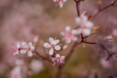 Yazın çiçek açan küçük çiçekler. Kapatın.