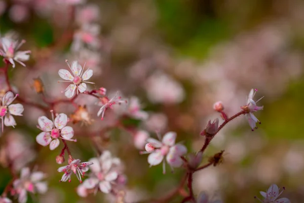 Floraison Petites Fleurs Été Close — Photo