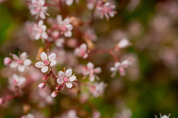 Kvetoucí Malé Květiny Létě Zblízka — Stock fotografie