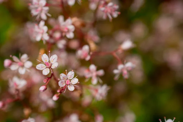 Floraison Petites Fleurs Été Close — Photo