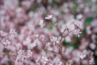 Yazın çiçek açan küçük çiçekler. Kapatın.
