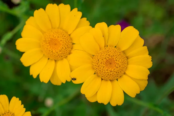 庭の美しい小さな黄色のデイジーの花 — ストック写真