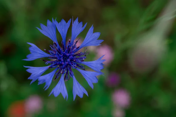 Cornflowers Flores Azules Silvestres Floreciendo Imagen Primer Plano — Foto de Stock