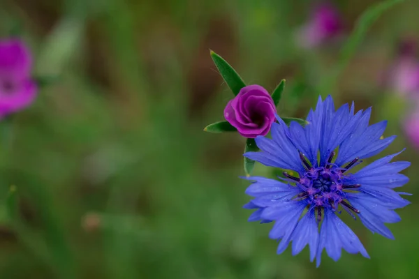 Кукурудзяні Квіти Квітучі Блакитні Квіти Зображення Крупним Планом — стокове фото