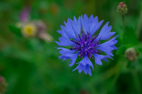 Cornflowers Flores Azules Silvestres Floreciendo Imagen Primer Plano —  Fotos de Stock