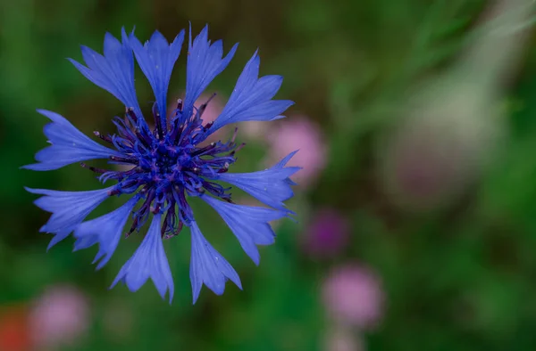 Çiçek Vahşi Mavi Çiçekler Açıyor Görüntüyü Yakınlaştır — Stok fotoğraf