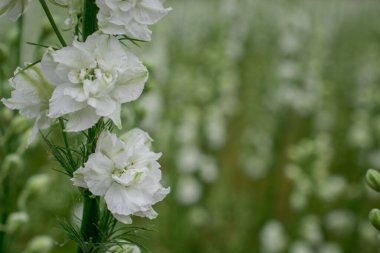 Wick, Pershore, Worcest 'teki renkli Delphinium çiçekleri tarlası